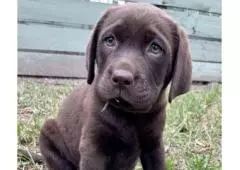Labrador Retriever Puppies for Sale Melbourne
