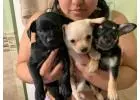 Playful Chihuahua Pupies for Sale: Meet Them Today