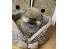 Adorable Pomeranian Puppies for Sale – Find Your Perfect Pup!