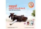 Gau Seva is Maha Seva – Donate for Gaushala