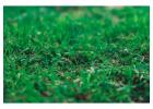 Reliable Lawn Care in Saskatoon – Quality Service at Great Prices