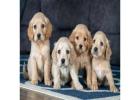 Find the Comfort Golden Retrievers – Loving & Healthy Puppies for Every Home