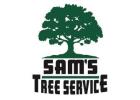 Emergency Tree Service​ Petaluma