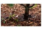 Tree Mulching Northern Beaches