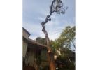Tree Removal Services Killara