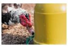 Reliable Water Treatment for Alberta Farms – Poultry & Crops