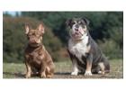 Traumhafte Bulldoggen-Welpen – Jetzt verfügbar! 