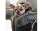 Ihr neuer Liebling wartet – Französische Bulldoggen jetzt verfügbar!