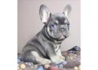 Mini Französische Bulldoggen – Kleine Hunde, Großes Herz! 