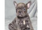 Premium Mini Bulldoggen – Seriöse Zucht mit Herz & Erfahrung!