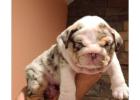 Premium Englische Bulldoggen – Seriös, Verantwortungsvoll & Erfahren!