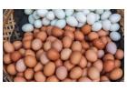 Egg Provider with Premium Fresh Egg Products 