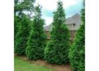 Tree Planting | Trees for Sale | Buy Direct from Farm with Delivery