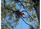 Mulching Services Killara - Sam's Tree Services North Shore
