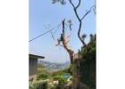 Tree Pruning Epping - Arborists NSW