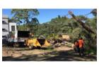 Tree Lopping Longueville - North Shore Tree Loppers