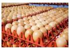 Trusted Fresh Eggs Supplier for Daily Egg Needs 