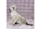 Bengal Kitten gesucht? Hier werden Sie fündig! 