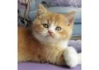 Britisch Kurzhaar Kitten gesucht? Hier werden Sie fündig!