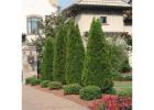 Bald Cypress Tree | Buy Online with Free Delivery & Planting 