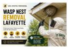 Wasp Nest Removal Lafayette: Keep Your Property Safe 