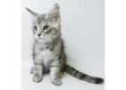 Maine Coon Kitten gesucht? Hier werden Sie fündig!