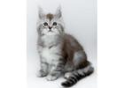 Beeindruckende Maine Coon Katzen – Züchter direkt, geprüfte Gesundheit