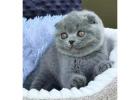 Charmante Scottish Fold Katzen – Züchter direkt, geprüfte Gesundheit  