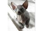 Außergewöhnliche Sphynx Katzen – Züchter direkt, geprüfte Gesundheit 