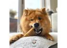 Chomper Bags for Puppies & Dogs
