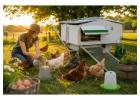 Commercial Chicken Farming Solutions | Portable Chicken Caravans in