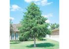 Tree Planting | Trees for Sale | Buy Direct from Farm with Delivery