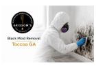 Black Mold Removal 