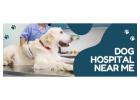 Dog Hospital Near Me  | CGS Hospital
