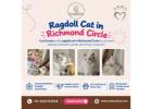 Ragdoll Cat in Richmond Circle