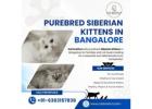 Purebred Siberian kittens in Bangalore
