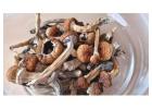 Premium Magic Mushrooms Online – Fast, Discreet Home Delivery