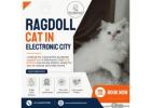 Ragdoll Cat in Electronic City