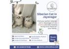 Siberian Cat in Jayanagar