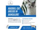 Ragdoll cat breeds in Bangalore