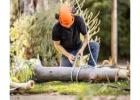Tree Service Experts Adelaide - Local Tree Care 