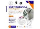 Best Ragdoll Cat in Bangalore