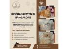 Siberian Kitten in Bangalore