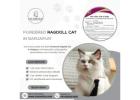 Purebred Ragdoll Cat in Sarjapur