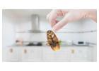 Need Help with Cockroach Problems in Kolkata?