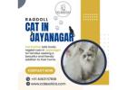 Ragdoll Cat in Jayanagar
